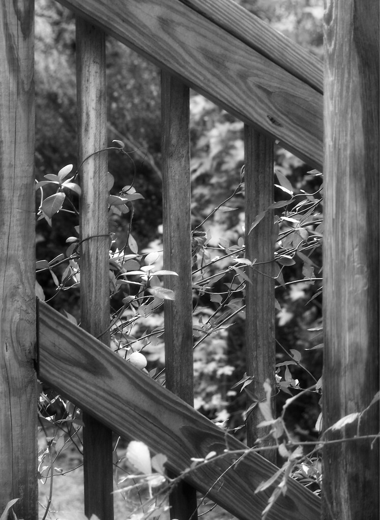 Wood railing... by marlboromaam