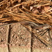 Lizard on Brick by sfeldphotos