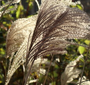 13th Dec 2021 - Feathers on the Wind
