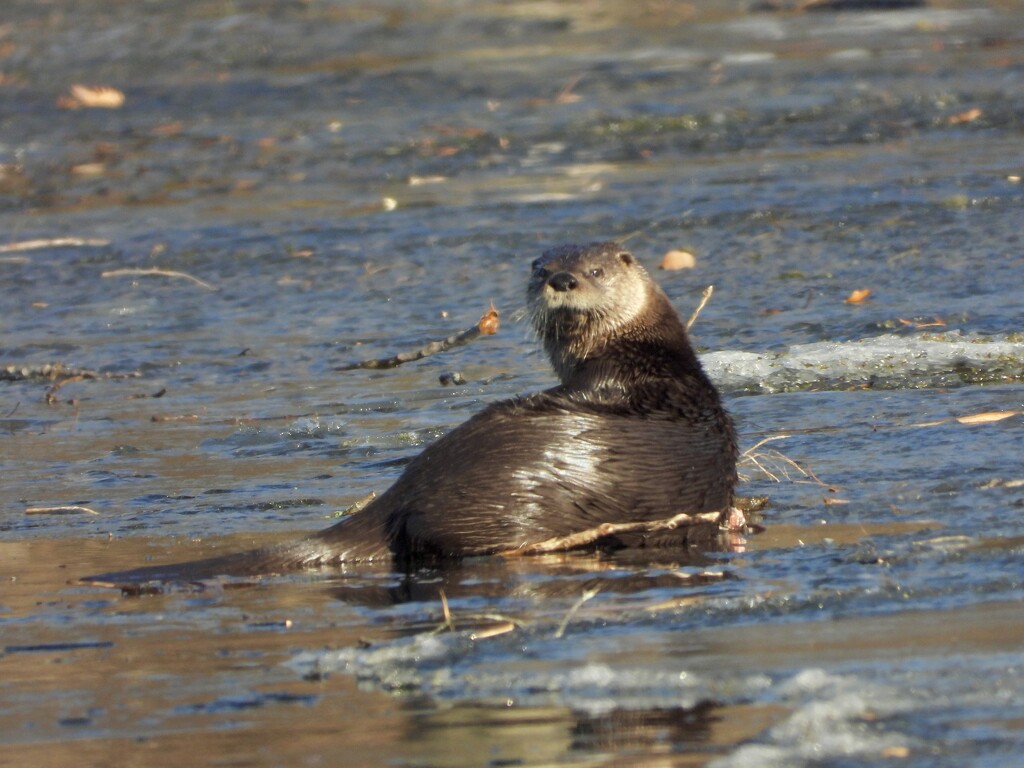 River otter? by amyk