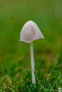 14th Dec 2021 - Lonely Toadstool