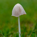 Lonely Toadstool by yorkshirekiwi