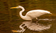 13th Dec 2021 - The Egret is Stalking It's Lunch Snack!