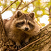 Rocky Raccoon Keeping an Eye on Things Below! by rickster549