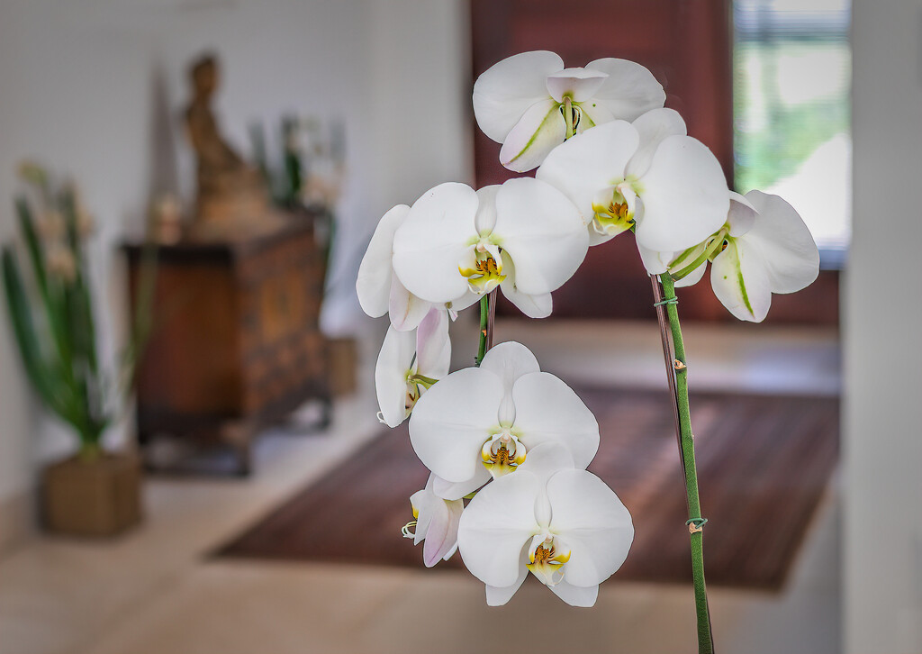 One of my orchids by ludwigsdiana