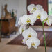 One of my orchids by ludwigsdiana