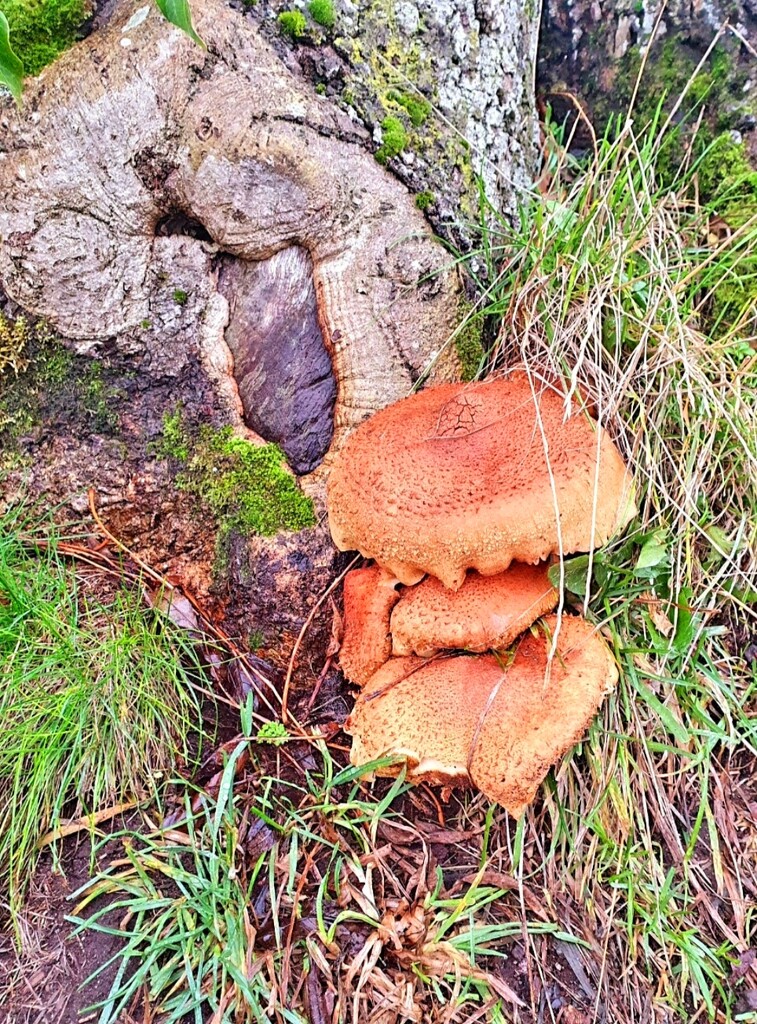 Rusted Fungi. by teresahodgkinson