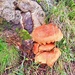 Rusted Fungi.