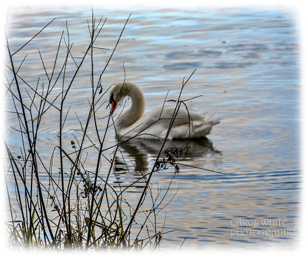 Softly Focused Swan by carolmw