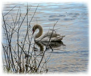 14th Dec 2021 - Softly Focused Swan