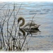 Softly Focused Swan by carolmw