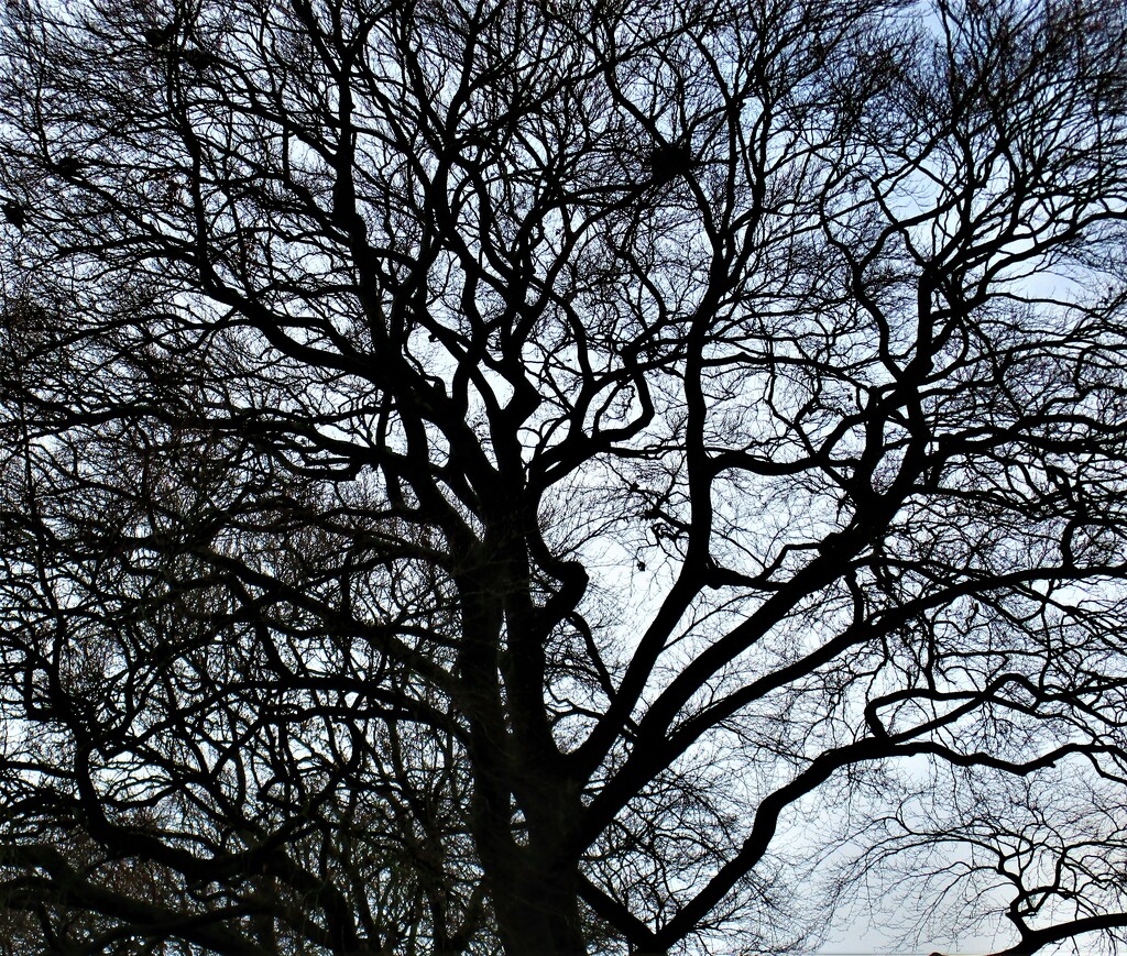 Winter branches of a Beech tree.  by grace55