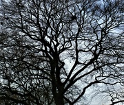 14th Dec 2021 - Winter branches of a Beech tree. 