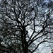 Winter branches of a Beech tree.  by grace55