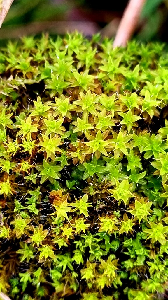 Star moss by julienne1