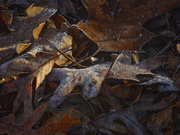 14th Dec 2021 - Frosty Leaves
