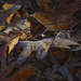 Frosty Leaves by k9photo