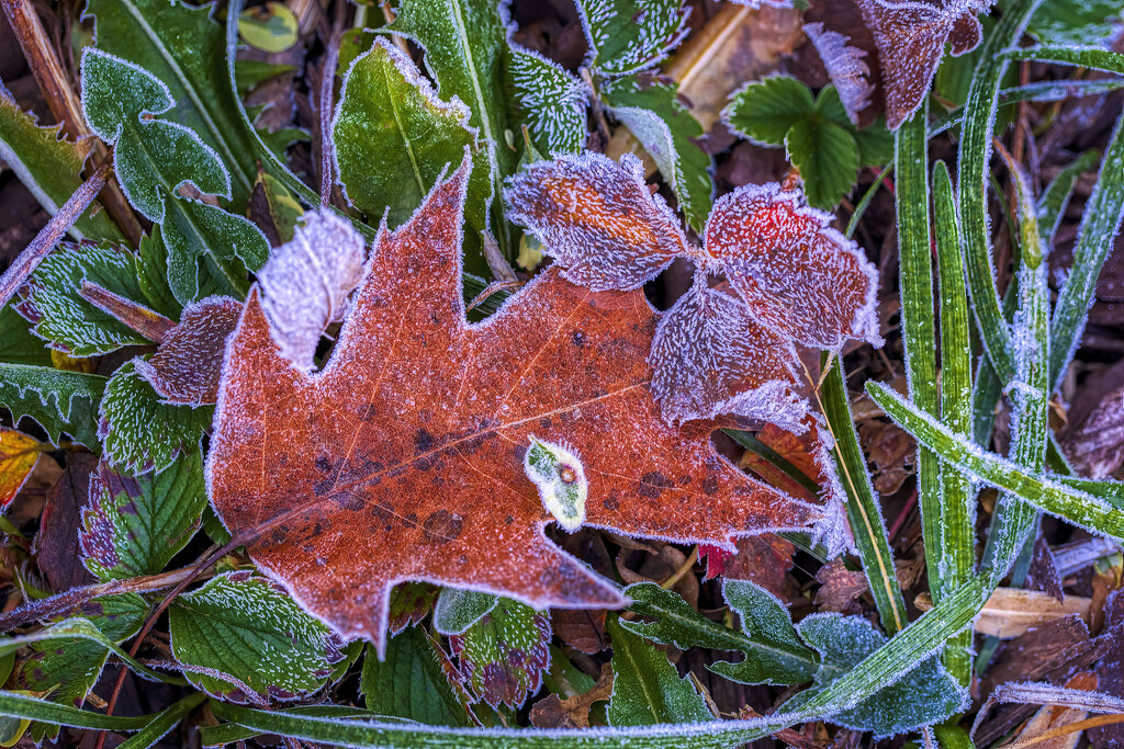 Frosty Morning by kvphoto