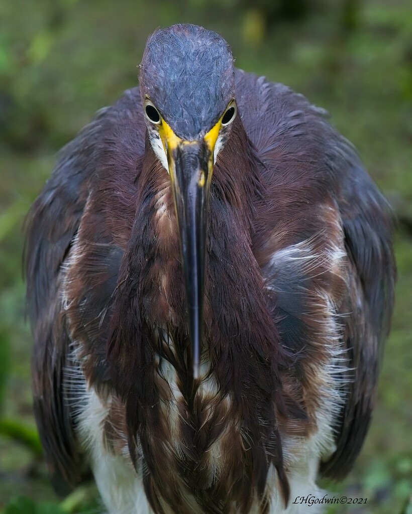 LHG_5761_Tricolor Heron close up by rontu