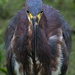 LHG_5761_Tricolor Heron close up by rontu