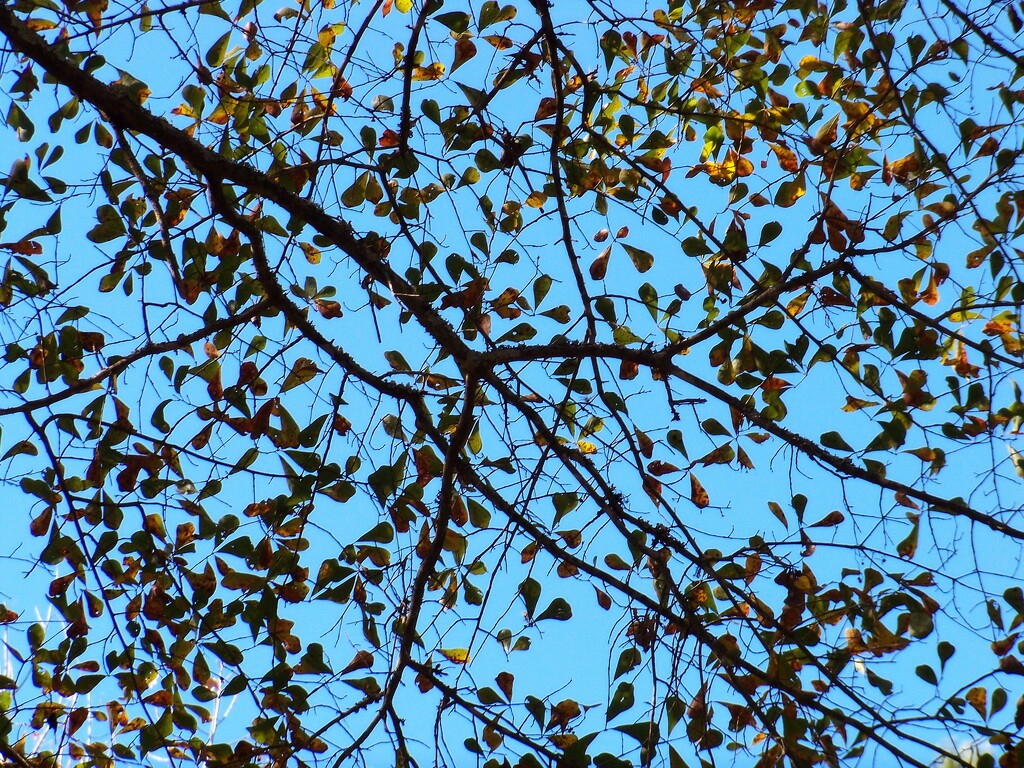 Water oak leaves... by marlboromaam