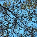 Water oak leaves... by marlboromaam