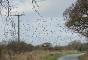 15th Dec 2021 - Starlings crossing