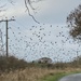 Starlings crossing by sianharrison