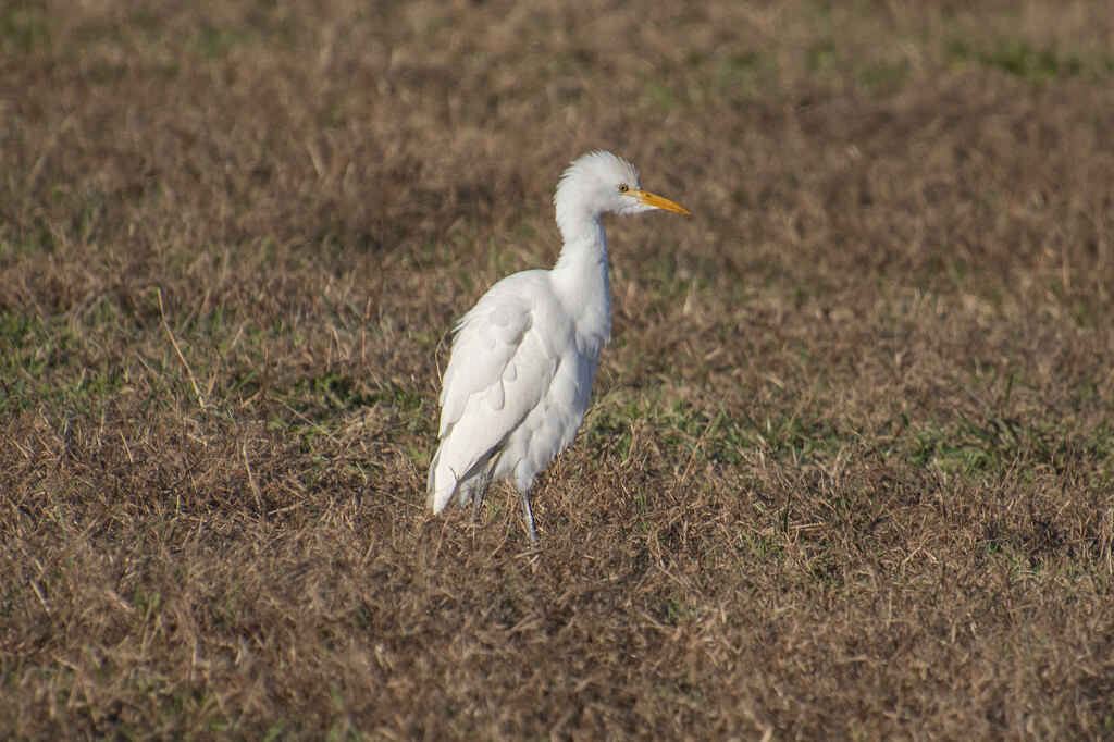 Cattle Egret by timerskine