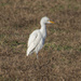 Cattle Egret by timerskine