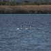 Tundra Swans by timerskine