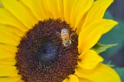 25th Jan 2011 - busy bee