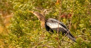 14th Dec 2021 - Anhinga in the Bushes!