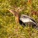 Anhinga in the Bushes! by rickster549