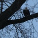 Eagle in tree at church.  by pennyrae