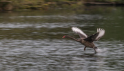 3rd Nov 2021 - Taking off - hoped to get a little wing blur