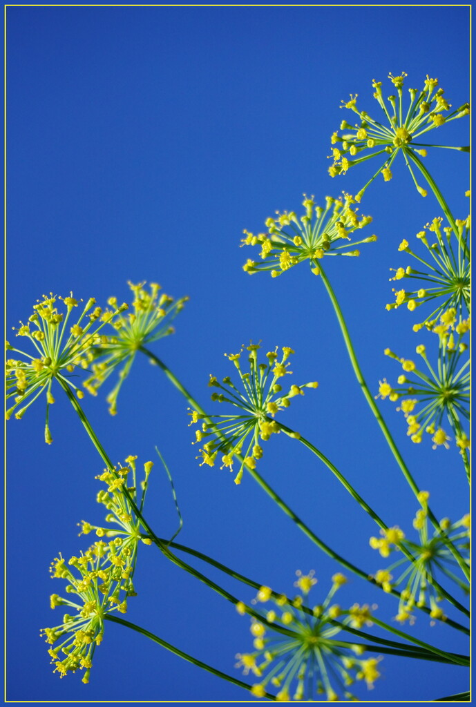 Dill by dide