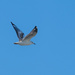 Seagull  by sugarmuser