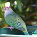 Rose Crowned Fruit Dove 2 by terryliv