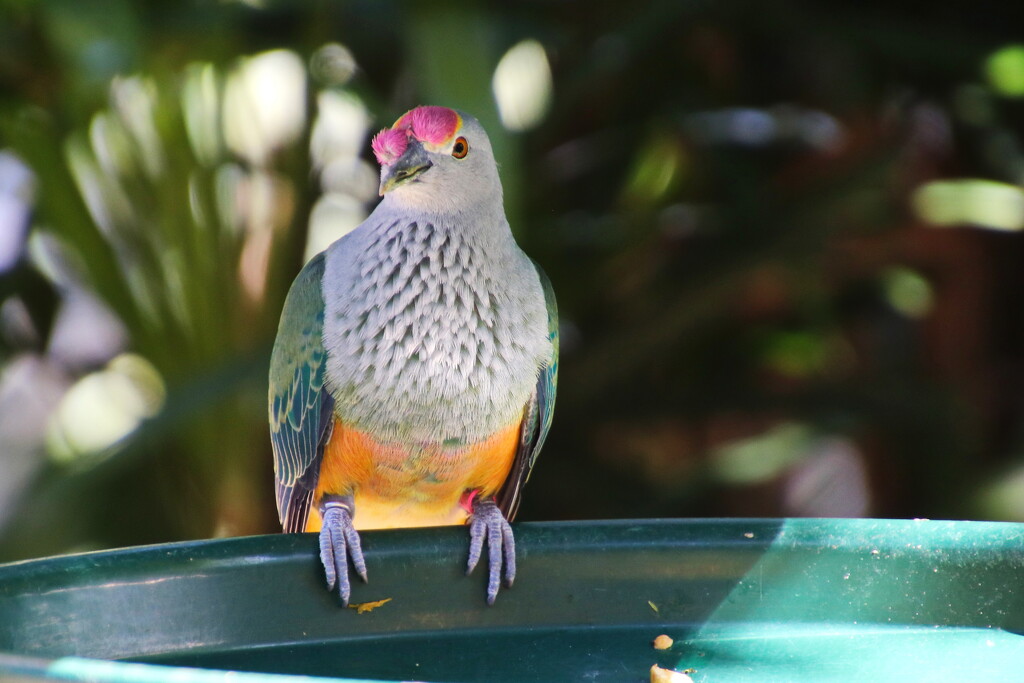 Rose Crowned Fruit Dove 1 by terryliv