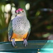 Rose Crowned Fruit Dove 1 by terryliv