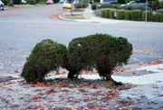 13th Dec 2021 - Animal-shaped bush?