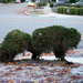 Animal-shaped bush? by acolyte