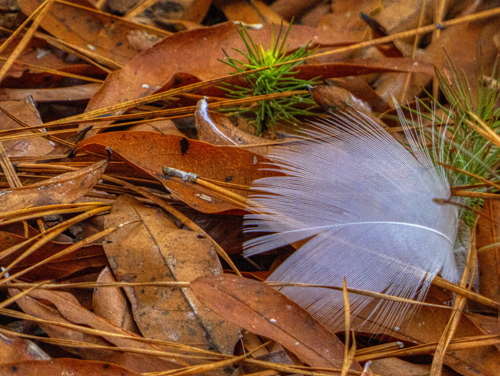 Feather and Leaves by k9photo