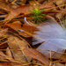 Feather and Leaves by k9photo