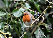 15th Dec 2021 - I told this robin that he was going to be famous