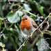 I told this robin that he was going to be famous by rosiekind