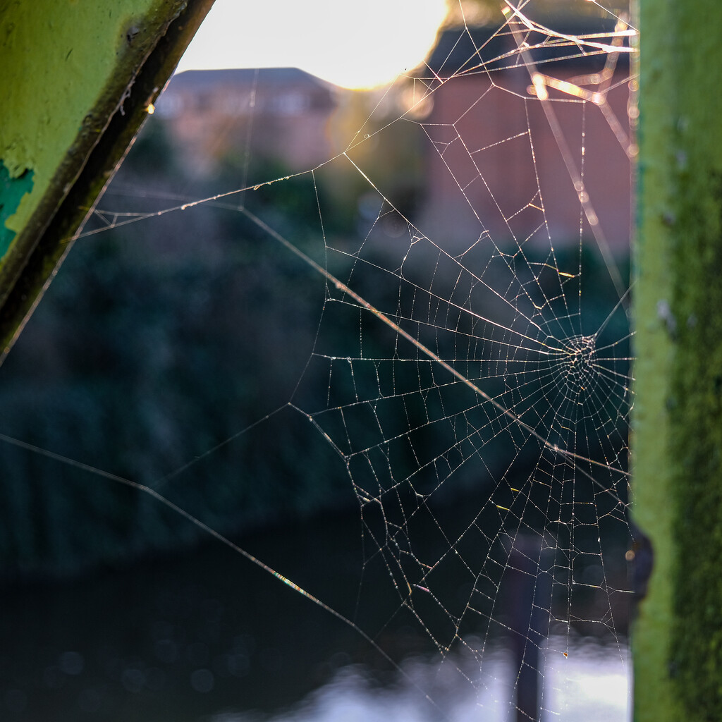 Web over water by 365nick