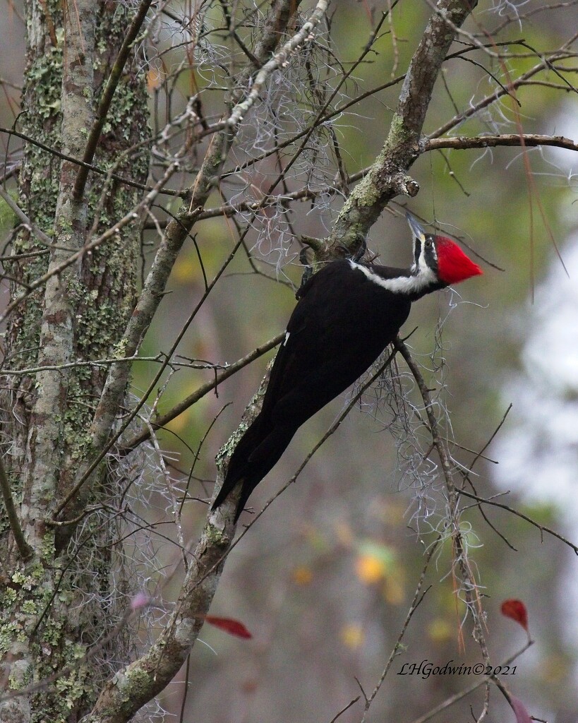 LHG_5030_Pileated woodpecker by rontu