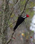 15th Dec 2021 - LHG_5030_Pileated woodpecker